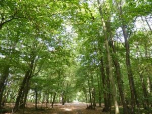 Forêt