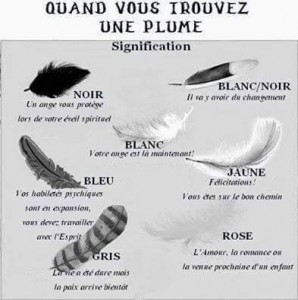 signification-plumes