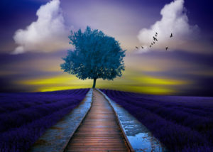chemin-d-evolution
