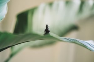 acceptation-et-lacher-prise