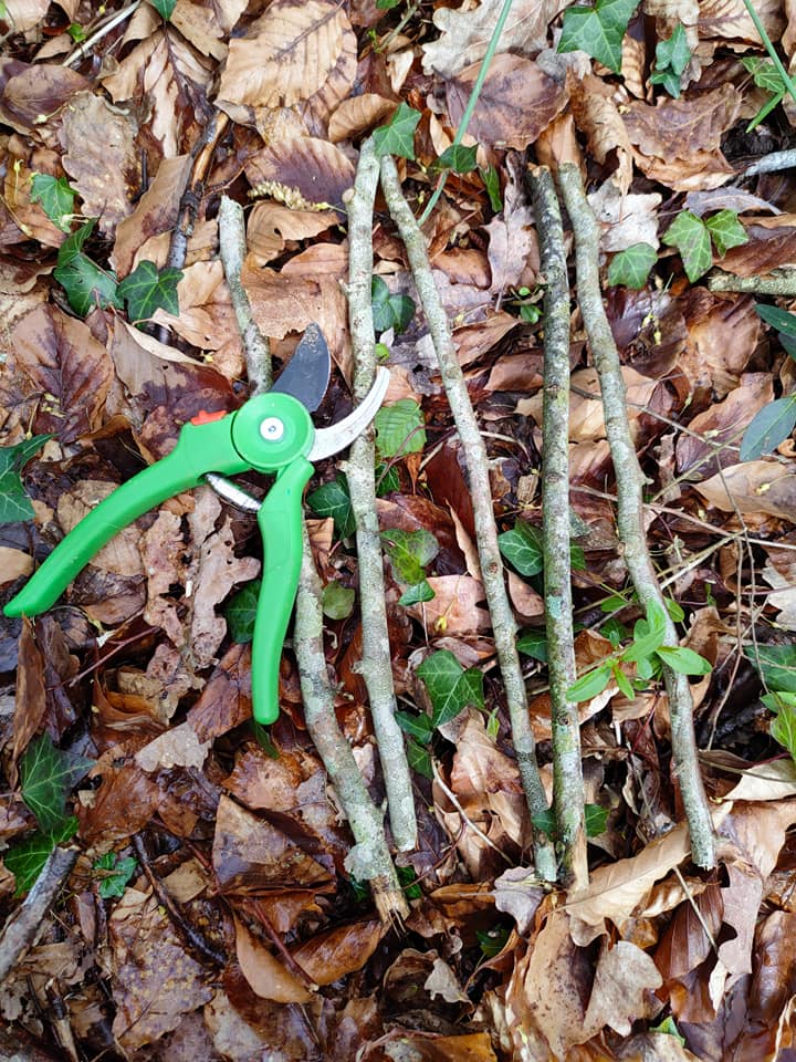 pentagramme-naturel-foret