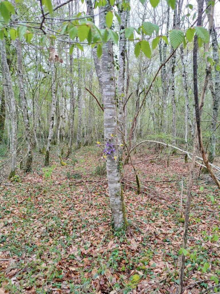 pentagramme-naturel