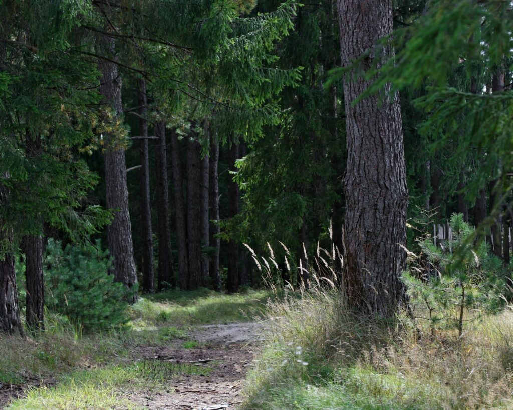 arbre-veilleur-foret