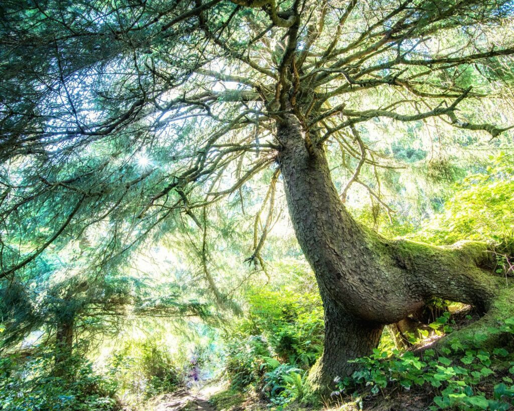 arbre-veilleur