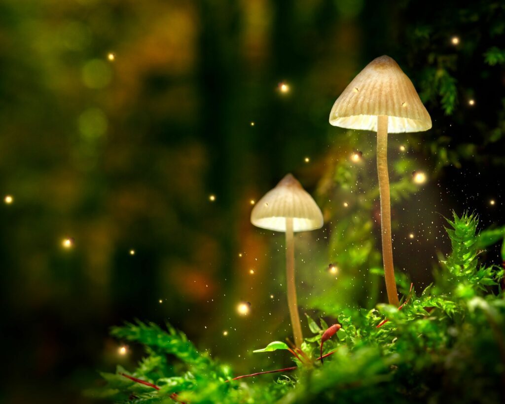 bains-de foret-magique
